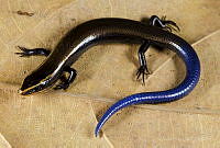 VHL0507 Plestiodon parvulus.jpg