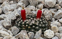3R 01025 Mammillaria heyderi.tif
