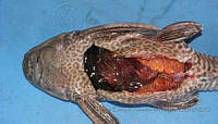 LEAdA056 Pterygoplichthys pardalis.jpg