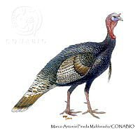 MAPM1305 Meleagris gallopavo ssp. mexicana.jpg