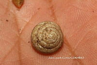JCC0448 Anguispira sp..JPG