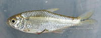 HE009 P 0274 Sardinita mexicna.JPG