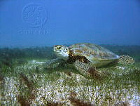 HBB0169 Chelonia mydas.jpg