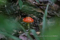 ZAPF 0769 Amanita muscaria.jpg