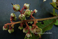 ME010 KV 02503 Saurauia Willd., 1801.JPG