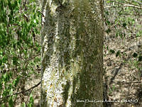 MEGA 0711 Maclura tinctoria.JPG