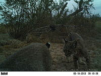 EPRM017 Lynx rufus.jpg