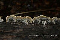 LHR002 Stereum sp..jpg