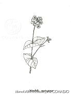 MARL0445 Mirabilis nyctaginea.jpg