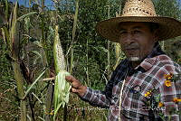 IMDOC4196 Zea mays.jpg