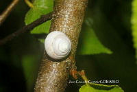 JCC0405 Helicinidae.JPG