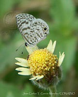 JCGM02789 Leptotes cassius ssp. cassidula.jpg