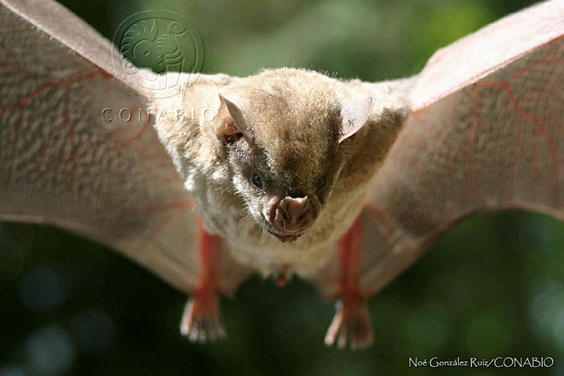 NGR0015%20Artibeus%20jamaicensis%20ssp.%20yucatanicus.jpg.kCe psf0MVExCz1jQA3g0JtbmFja29CbnFuZ3NAbXJ6LGtwZwA.s yLjPbLgs