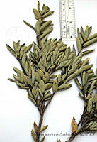 SVA0017 Quercus pringlei.JPG