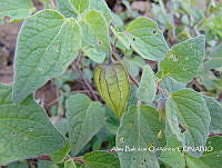 ZG007 0148 Physalis philadelphica.jpg
