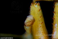 ME006 araña 0003 Myrmarachne centralis.jpg