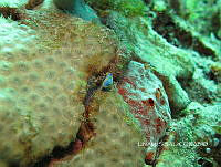 NE018 0834 Felimare porterae.jpg