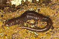 ECA0277 Pseudoeurycea amuzga.jpg
