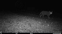 GECI049 Felis catus.jpg