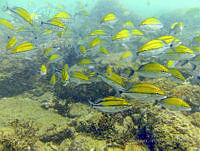 ALCM025 Haemulon scudderi.JPG