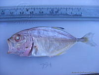 FVC0054 Caranx latus.tif