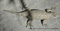 AAKVDH 0240 Sceloporus clarkii.JPG