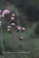 PNQ 0017 Acourtia thurberi.jpg