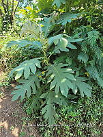 SG019 0038 Gnaphalium.jpg