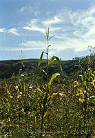 1993 Zea mays.jpg
