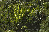3445 Heliconia sp..jpg