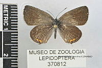 JF018 0766 Cupido comyntas.jpg