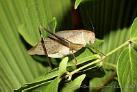 LBL0015 Amblycorypha huasteca.jpg