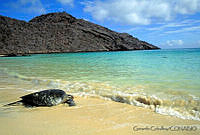 GC0096 Lepidochelys olivacea.jpg