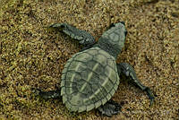IDG0736 Chelonia mydas.jpg