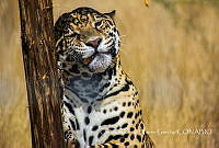 CAMG003 Panthera onca.jpg