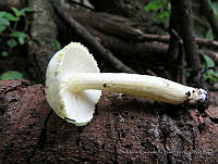 MCS151 Agaricaceae.JPG