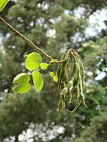 CGL0912 Erythrina americana.jpg