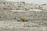 QE005 0026 Cynomys mexicanus.jpg