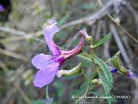 RRR0319 Cuphea calcarata.jpg