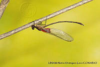 PJ016 0627 Hetaerina americana.JPG