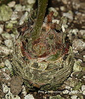 PJB ME014 219 Zamia paucijuga.JPG