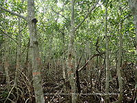UM001 0055 Rhizophora mangle.jpg