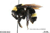 ME006 Abejas 0037 Bombus  medius Cresson, 1864.jpg