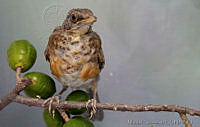 MGaves 2749 Turdus rufopalliatus.jpg