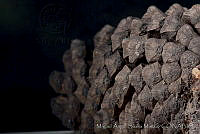 MASM03350 Pinus montezumae.jpg