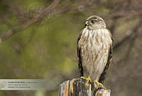 38_Accipiter striatus.jpg