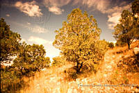 FGM2322 Pinus cembroides.JPG