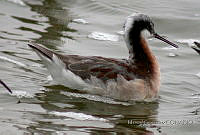 MGaves 1072 Phalaropus tricolor.jpg