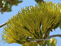 AJGM0252 Agave seemanniana.JPG
