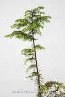 IMDOC 4830 Abies religiosa.jpg